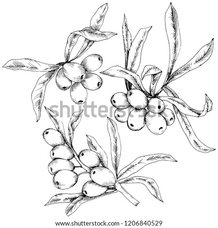 Hippophae plant icon on white background. flower for background, texture, wrapper pattern, frame or border.