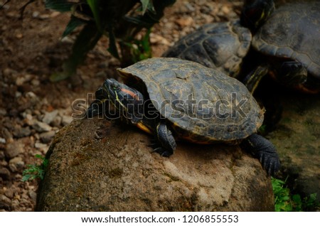 cute little turtle
