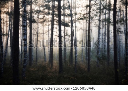 birtch wood in a forrest in a foggy morning Royalty-Free Stock Photo #1206858448