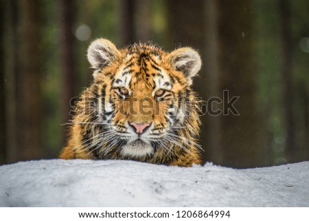 Siberian Tiger in the snow (Panthera tigris)