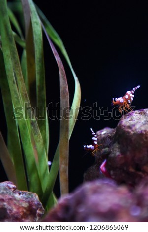 cleaner shrimp in aquarium