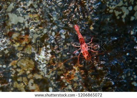 cleaner shrimp in aquarium