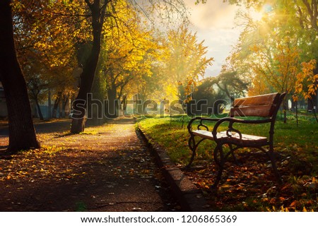 bench in the autumn city park. beautiful empty morning scenery