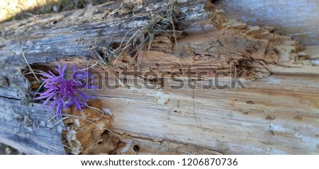Rustic natural texture. Wild herbs and thin shadows of grass stems on white distressed cracked wooden background.