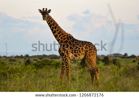 Giraffe - Kenya, Africa, Masai Mara