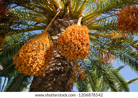 closeup greek fruits of phoenix dactylifera palm tree, date palm, with blue sky background Royalty-Free Stock Photo #1206878542