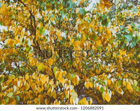 Yellow leaves. The leaves are hanging on a tree of golden color. Leaf closeup. Golden autumn.