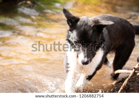 A working Dog, Border Collie cross Labrador wearing a red collar playing, splashing in a river, stream to cool off on a walk during a hot summers day