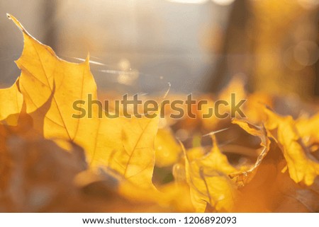 Golden autumn. Soft focus. Backlight. Sparkling maple. Beautiful view. Macro