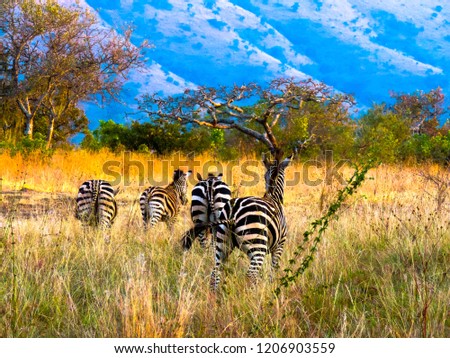 Zebras in the Akagera National Park in Rwanda