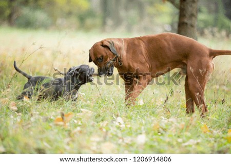 two dogs playing with wooden stick in grass