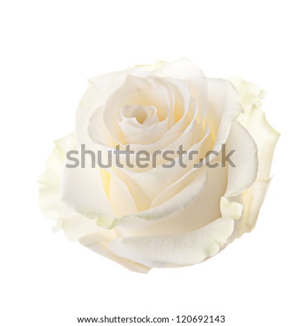 Bud of a white rose. isolated Royalty-Free Stock Photo #120692143