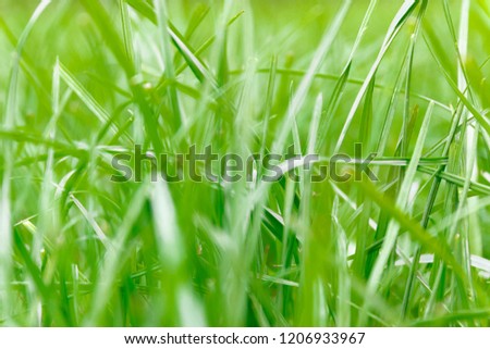 Green grass background in soft-focus.