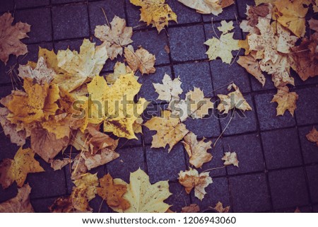 Maple leaves on the pavement tiles