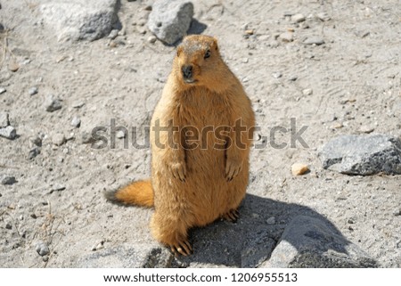 Animals scene of Marmots standing are large squirrels in the genus Marmota with Brown hair in the field near pangong lake at Leh Ladakh , India                       