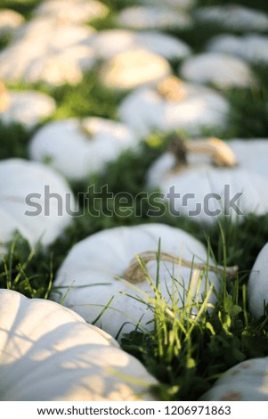 Group of Large White Flat Pumpkins Lying in the Grass at a Pumpkin Patch Harvest, Halloween, Thanksgiving Concept