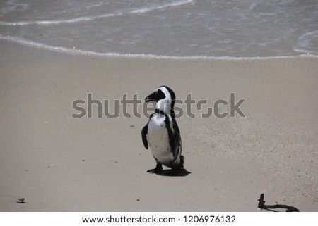 Penguin walking on the beach in Cape Town South Africa