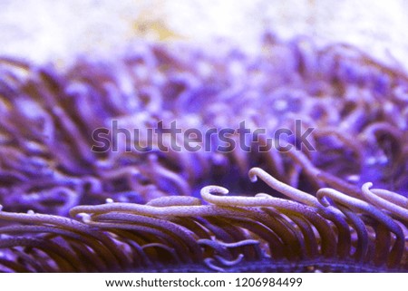 pink anemone tentacles underwater closeup 