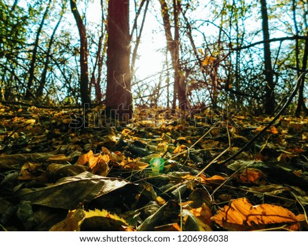 Beautiful picture of sun illuminating fallen leafes and trees in forest