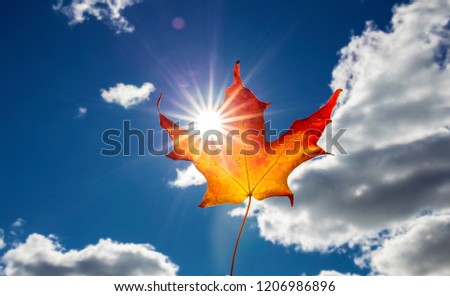 Canada Day maple leaves background. Symbol picture for Canada Day 1st July. Happy Canada Day real maple leaves in shape of Canadian Flag. Branch with maple leaves. Best picture of maple leaves