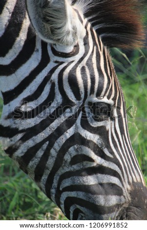 Striped zebra face in Kruger National Park South Africa