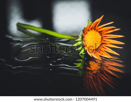 An artistically enhanced photograph of an orange Gazania flower and its reflection on a wet, glass surface. This photo was taken in Brisbane, Australia. 