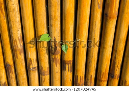 bamboo fence with two green leaves for background