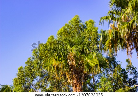 Green branches of exotic tropical palm trees outdoors.