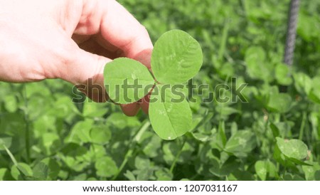 A female hand holds a shamrock clover against the background of a clover field.