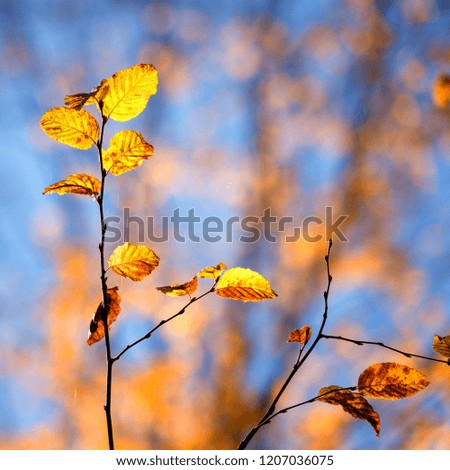 Autumn abstract background with yellow sunny leaves on the aspen tree branch