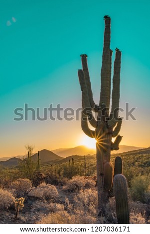 Saguaro Cactus at sunrise in Saguaro National Park West in Tuscon Arizona Royalty-Free Stock Photo #1207036171