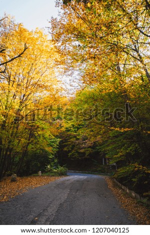 
Autumn forest and rivers, yellow leaves, autumn.