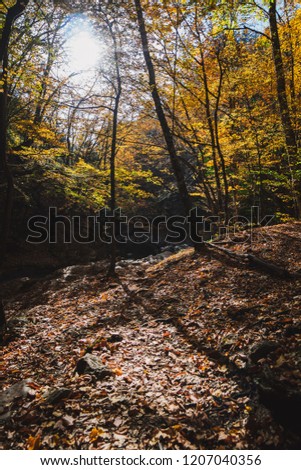 
Autumn forest and rivers, yellow leaves, autumn.