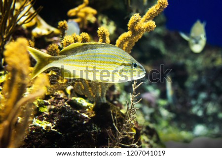 French grunt with coral reef, Haemulon flavolineatum