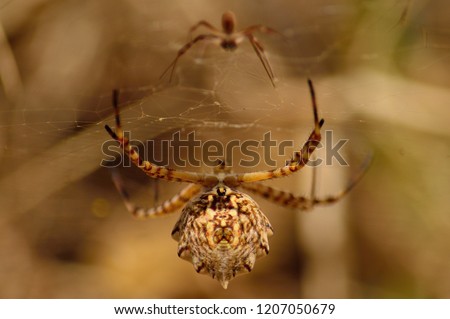 Mom spider with baby spider out of focus, Argiope lobata
