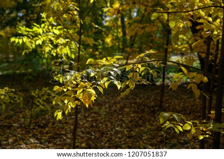 Background with autumn colorful leaves and plants.