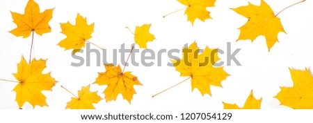 
yellow leaves on a white background autumn maple texture postcard falling leaves