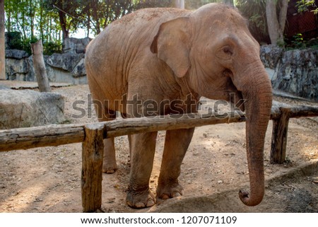 Little brown elephant