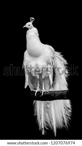 A white leucistic peacock perched on a branch with isolated black background