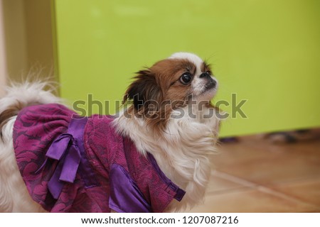 Decorative breed of dogs. Small domestic dog.
