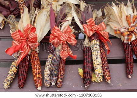Colorful orange ribbons tied around bunches of Indian Corn for sale at local farmers market.
