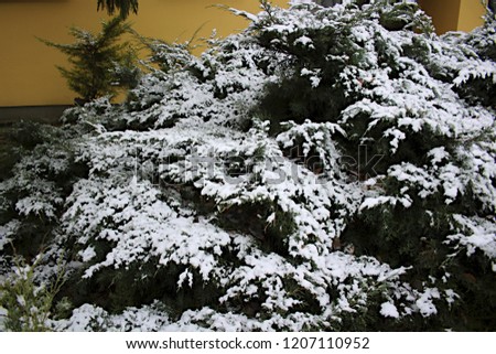 snowy tree picture