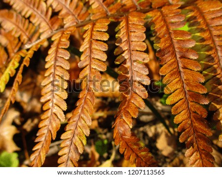 Fern. Natural textures and patterns of the most ancient fern plants on the planet Earth. Age - 415 million years. Background and visual material for modern natural design. Macro photo. High resolution