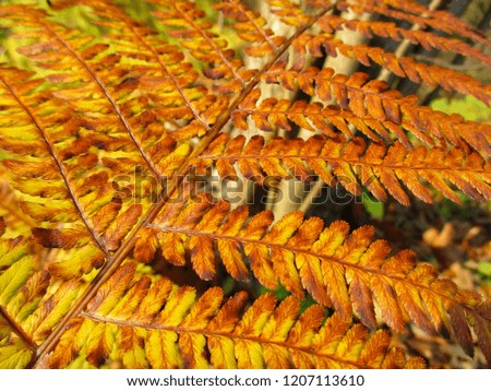 Fern. Natural textures and patterns of the most ancient fern plants on the planet Earth. Age - 415 million years. Background and visual material for modern natural design. Macro photo. High resolution