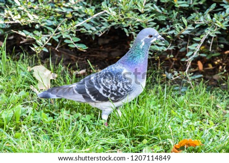 photo of pigeon