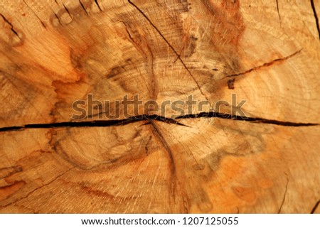     Old Tree Cross Section 