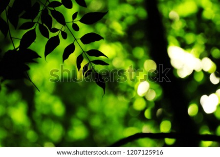 green bokeh blur abstract  and dark  background with lights and silhouette leaf for background and wallpaper ,vintage.