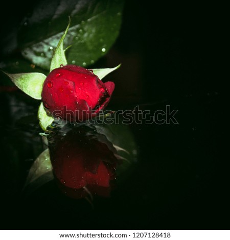 An artistically enhanced photograph of a red rose casting a reflection on a wet, glass surface. This photo was taken in Brisbane, Australia. 