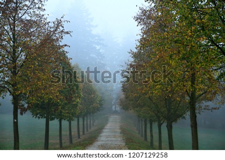 autumn foggy landscape with trees no people stock photography stock photo