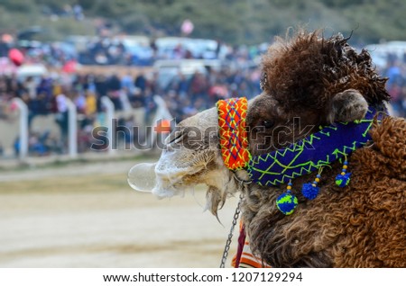 Camel wrestling during the traditional clothes.